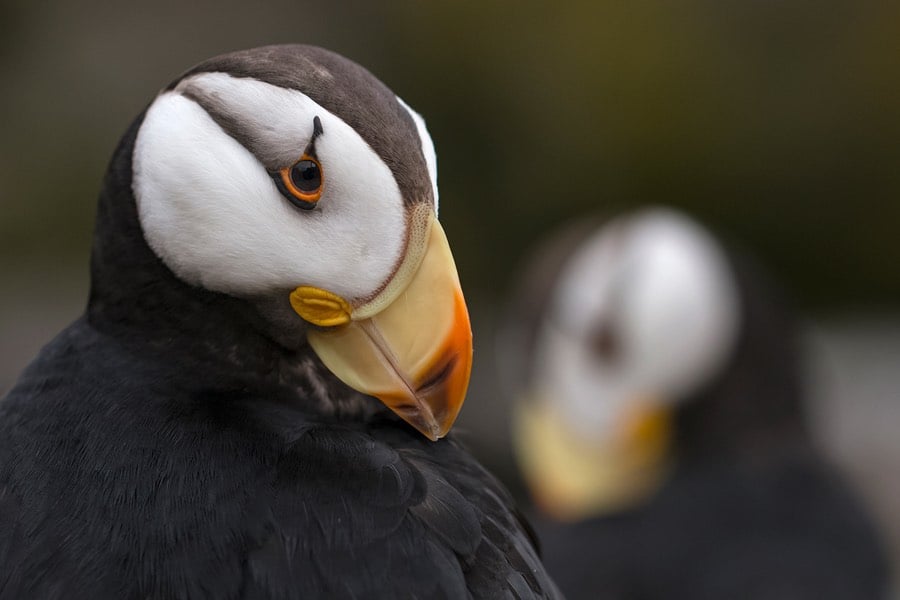 Puffins in the Oregon Coast Aquarium seabird aviary Puffins in the Oregon Coast Aquarium seabird aviary