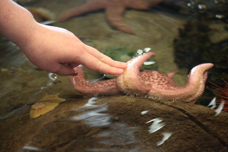A child gently touching a sea star in an Oregon Coast Aquarium touch pool