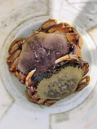 Two Dungeness crab resting in a white bucket