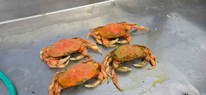 Four cooked Dungeness crab on a metal cleaning counter