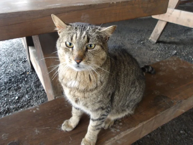 A tabby cat sitting on a wooden picnic bench at the marina