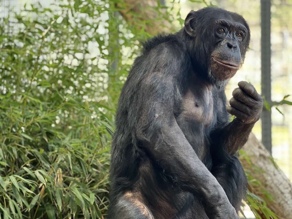 west coast game park safari, bandon oregon, rescue, happy ending, wildcat sanctuary, minnesota, wildcat ridge, scotts mills, lion, lynx, jaguar, louie, bently, lyla, nasha, how you can help, donate, conservation, wildlife, george the chimpanzee, chimps nw