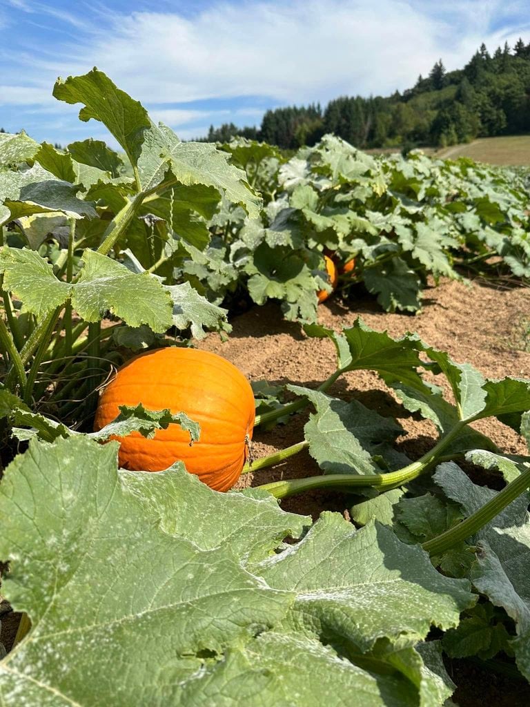 Dolan Creek Farm, Boring Oregon, Pumpkin Patch, Halloween Events, Trick Or Treat, Family Fun, Farm Visits, 2026, Animals, Things to Do, Fall Activities, Inexpensive, Day Trips