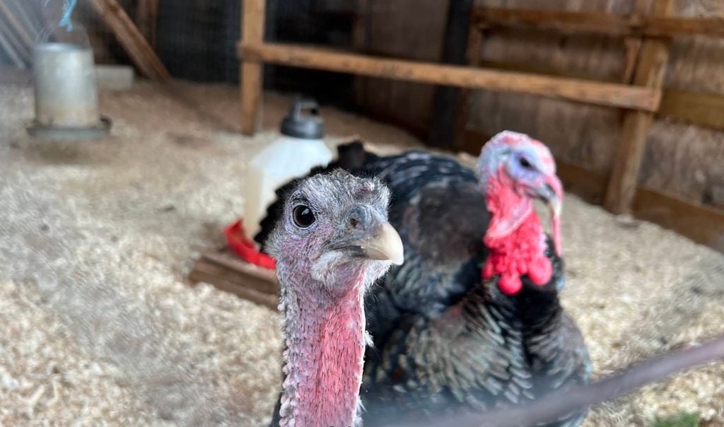 Dolan Creek Farm, Boring Oregon, Pumpkin Patch, Halloween Events, Trick Or Treat, Family Fun, Farm Visits, 2026, Animals, Things to Do, Fall Activities, Inexpensive, Day Trips, Turkeys