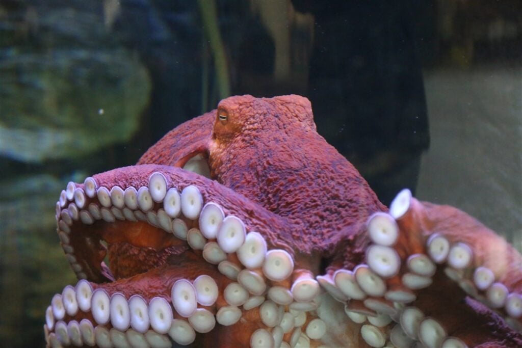 Bunsen, a reddish giant Pacific octopus, with curled arms and pale suckers at the Oregon Coast Aquarium in 2024.
