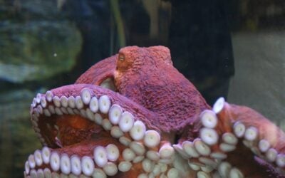 Octopus Duo Juicebox and Donut Bring a Delightfully Nerdy Twist to the Oregon Coast Aquarium