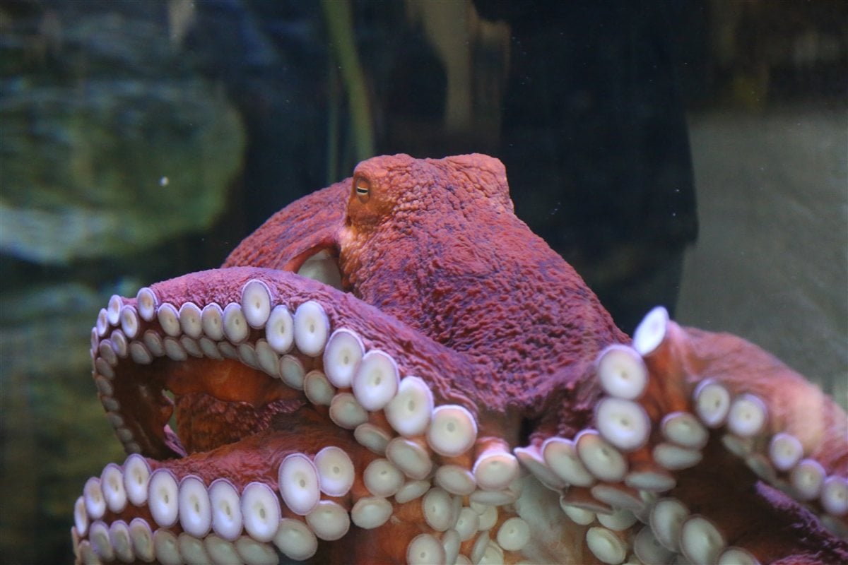 Bunsen at the Oregon Coast Aquarium in 2024 Bunsen, a reddish giant Pacific octopus, with curled arms and pale suckers at the Oregon Coast Aquarium in 2024.