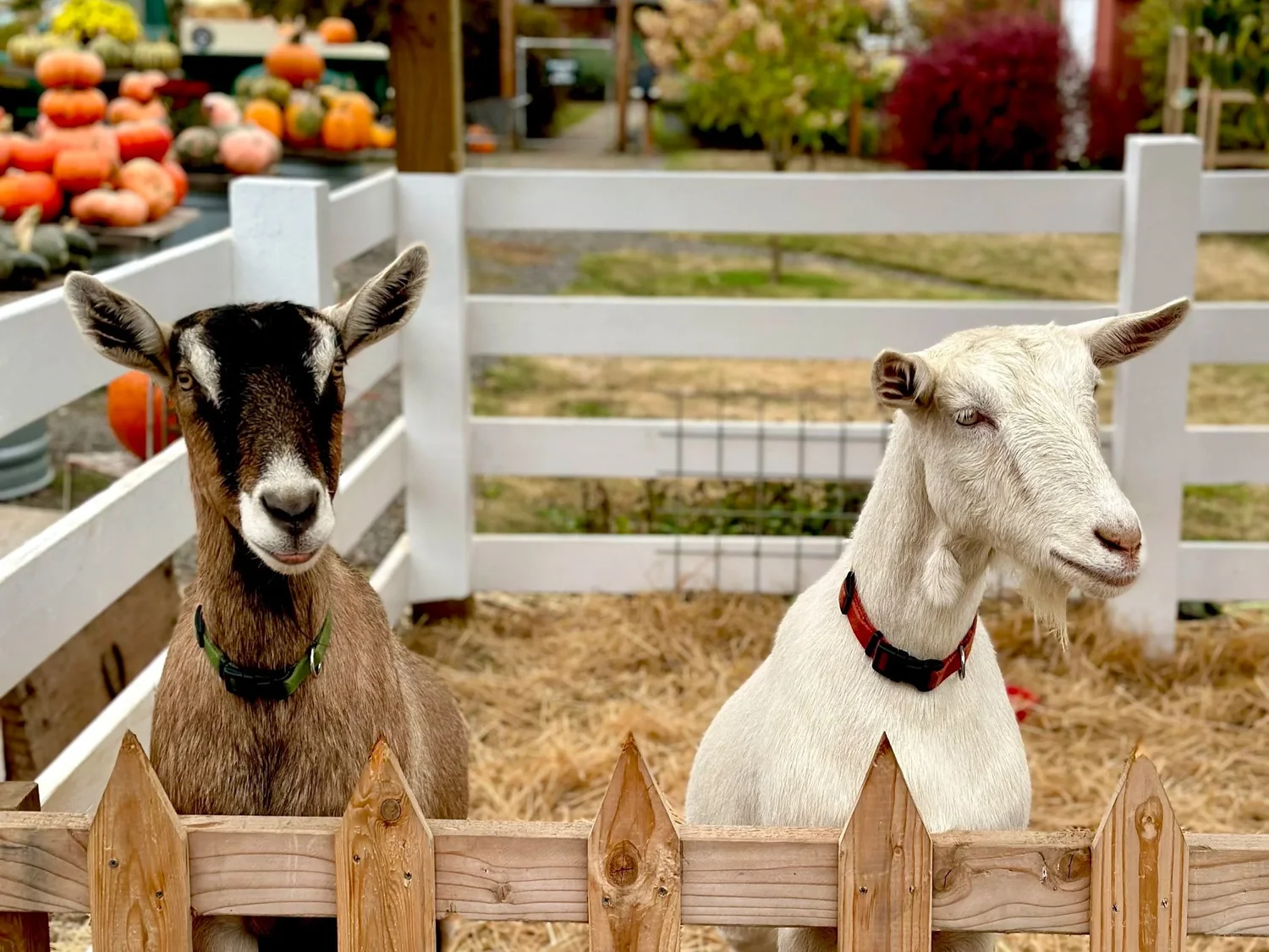 Two goats behind a wooden fence, with pumpkins and autumn foliage in the background. Dolan Creek Farm, Boring Oregon, Pumpkin Patch, Halloween Events, Trick Or Treat, Family Fun, Farm Visits, 2026, Animals, Things to Do, Fall Activities, Inexpensive, Day Trips