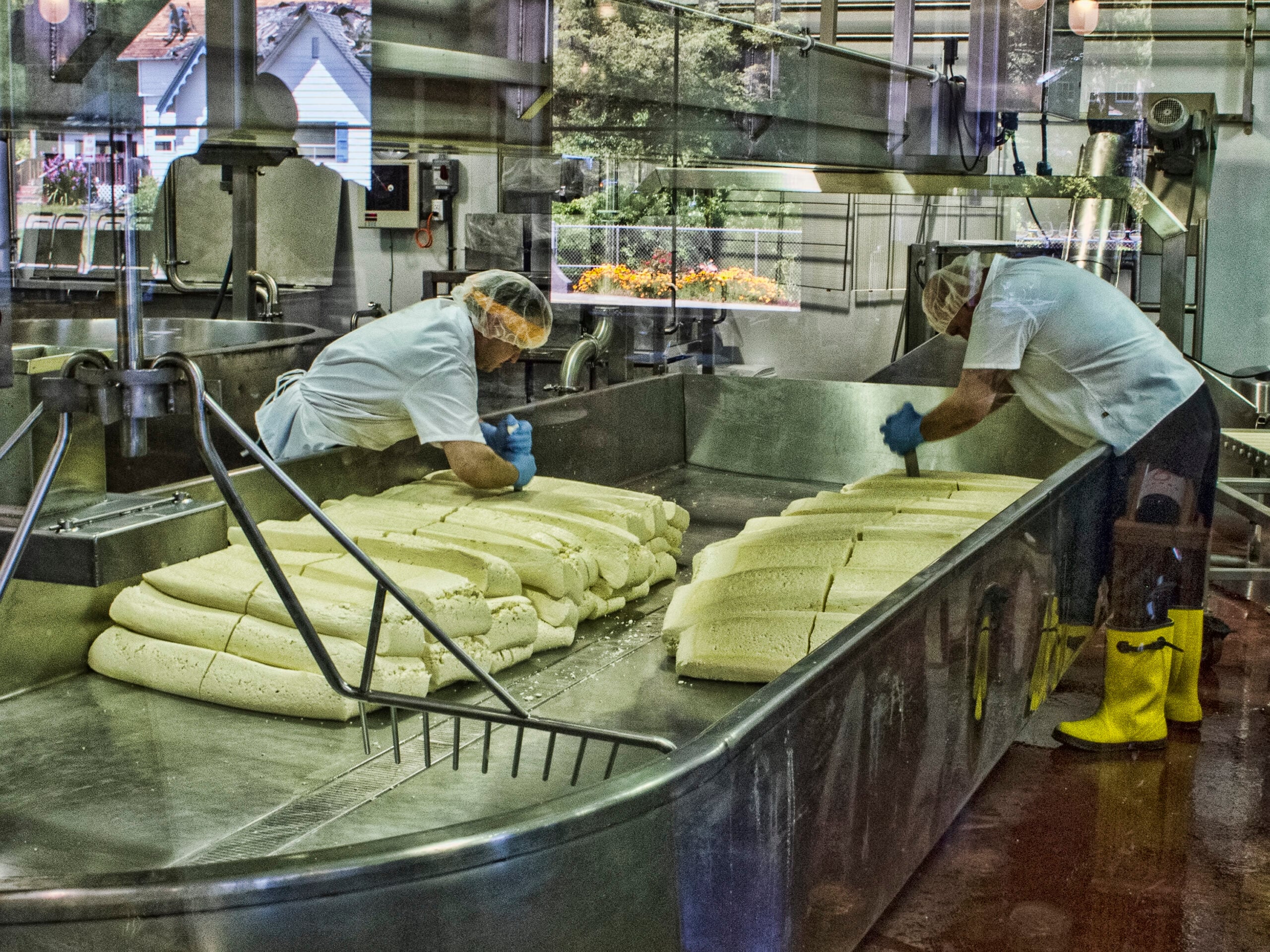 Two cheesemakers handling cheese curds in a vat at Face Rock Creamery in Bandon