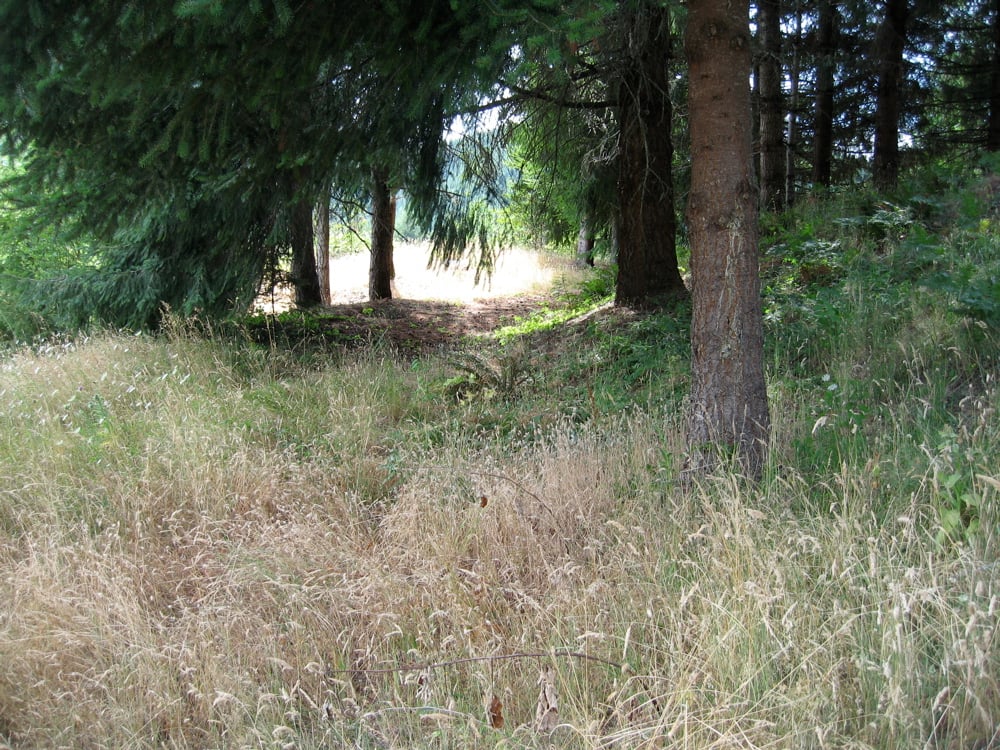 A path beneath tall trees at Fort Hoskins in July 2006