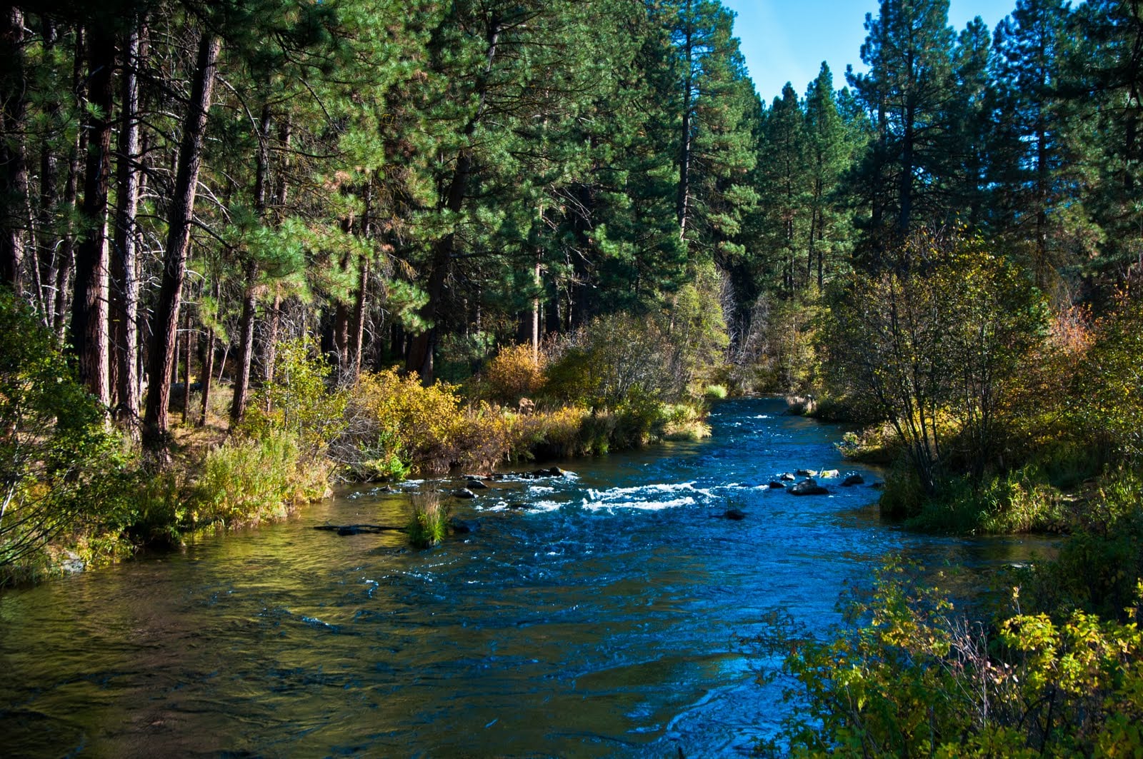 The Metolius River flows over rocks between forested banks near Camp Sherman.