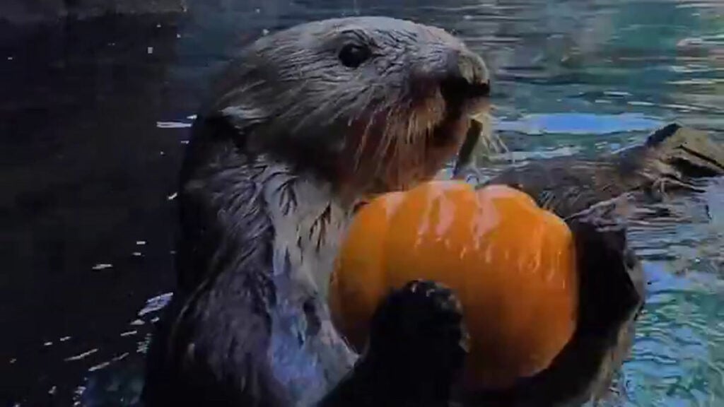 Oregon Zoo sea otter holding a miniature orange pumpkin in its paws