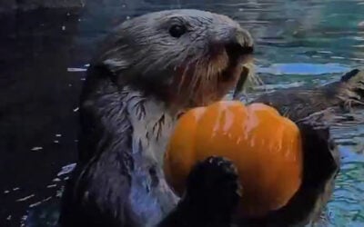 This Oregon Zoo Video Might Be the Cutest Thing You See All Fall